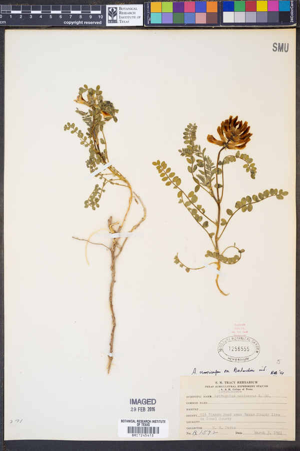 Astragalus crassicarpus var. berlandieri image