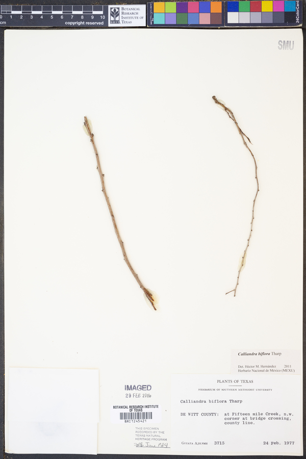 Calliandra biflora image