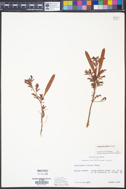 Calliandra biflora image
