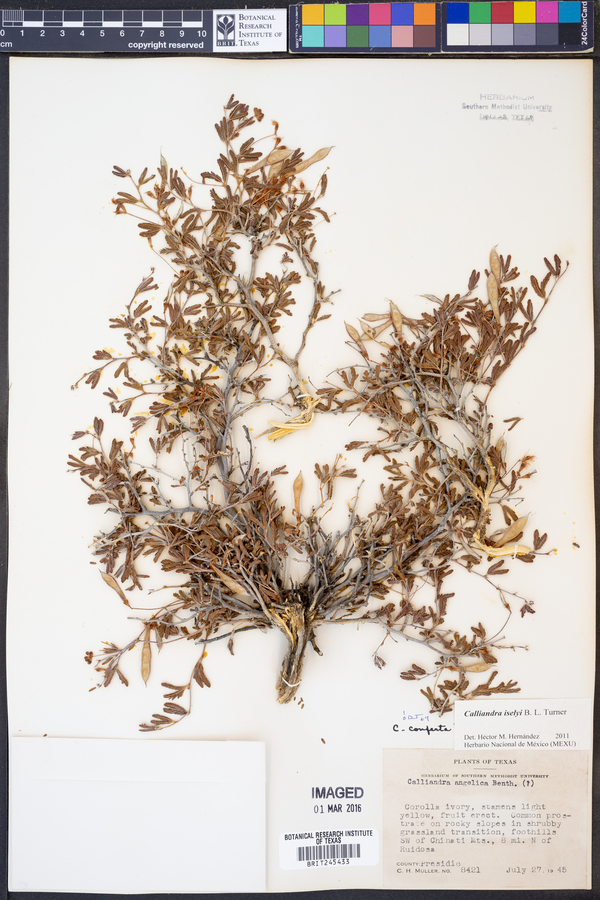 Calliandra iselyi image