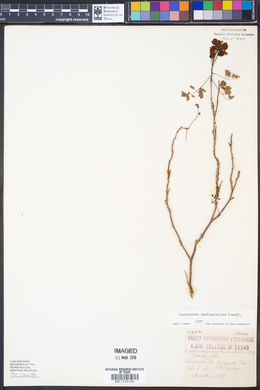 Image of Caesalpinia phyllanthoides