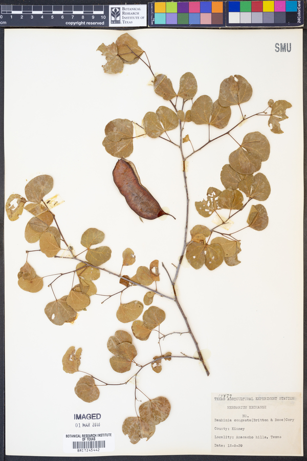 Bauhinia lunarioides image