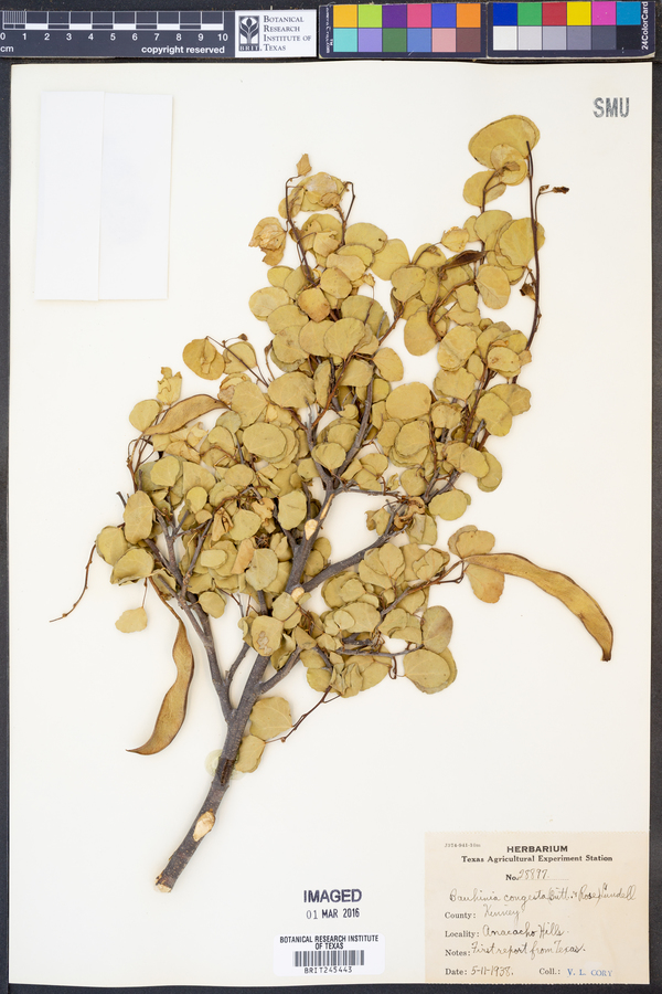 Bauhinia lunarioides image