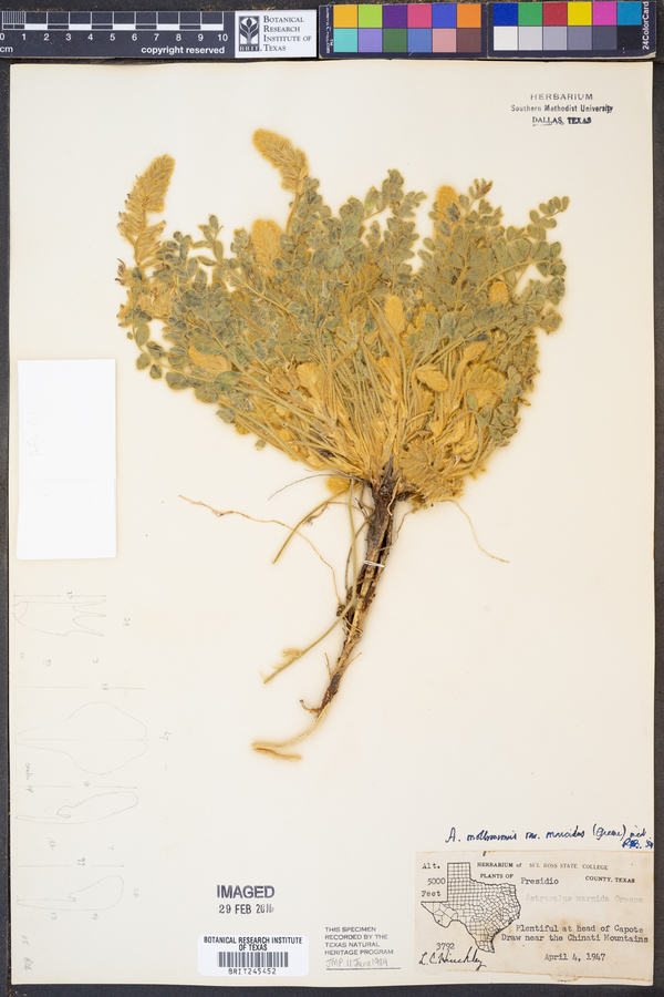 Astragalus mollissimus var. marcidus image