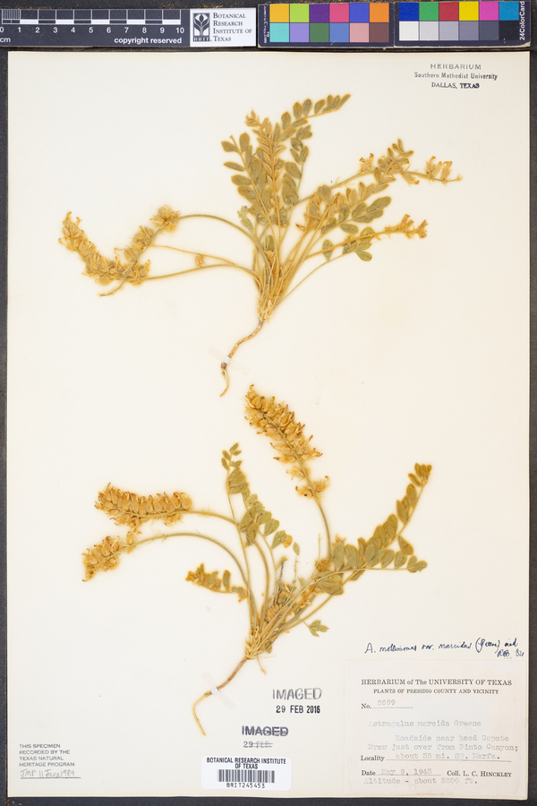 Astragalus mollissimus var. marcidus image