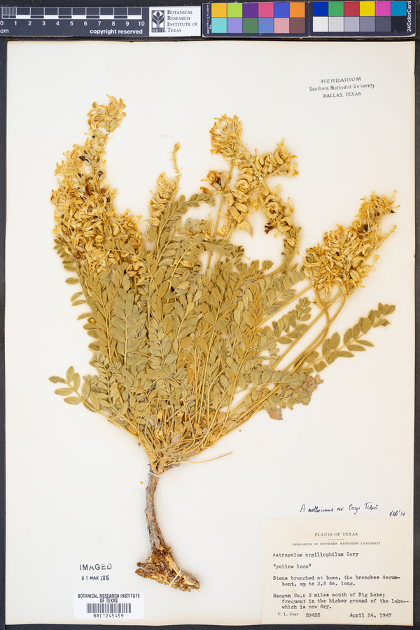 Astragalus mollissimus var. coryi image