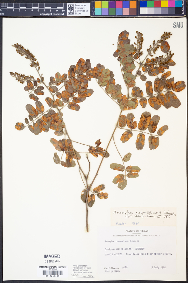 Amorpha roemeriana image