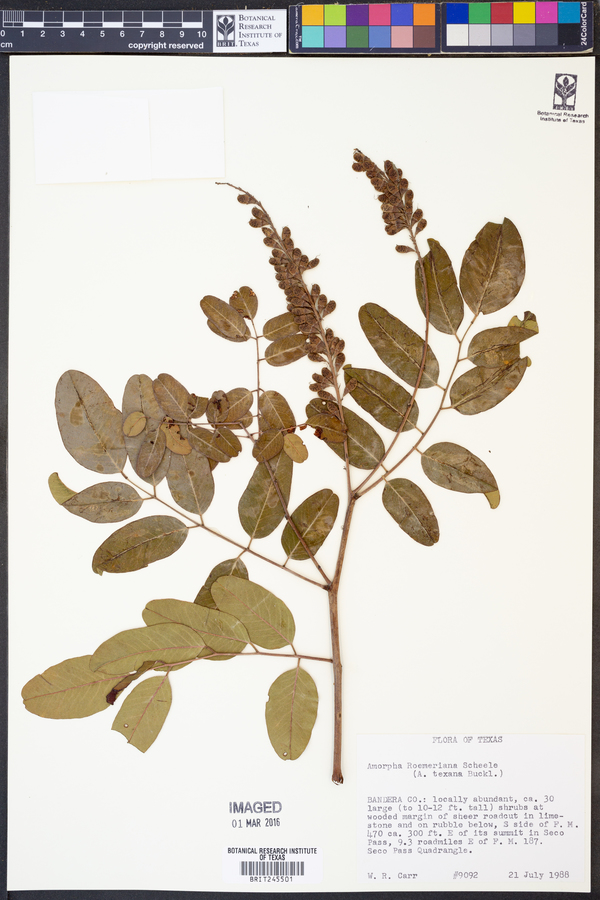 Amorpha roemeriana image