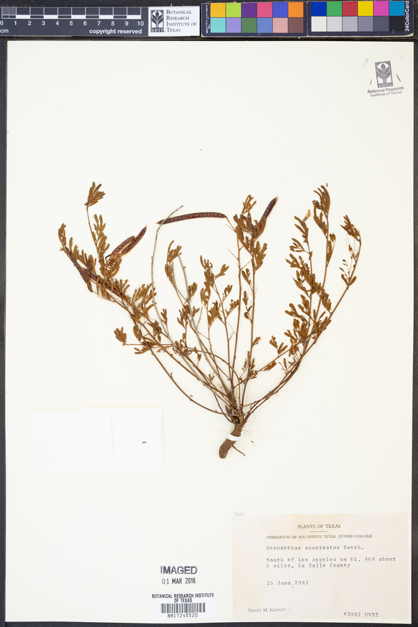 Desmanthus acuminatus image