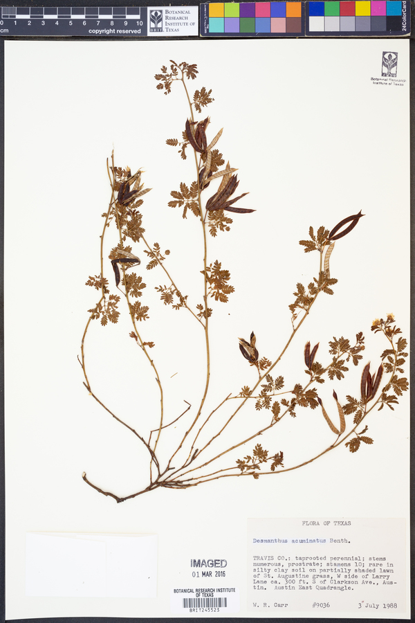 Desmanthus acuminatus image