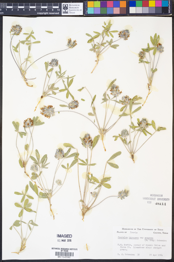 Psoralea hypogaea image