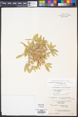 Pediomelum pentaphyllum var. pentaphyllum image