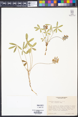 Psoralea hypogaea image