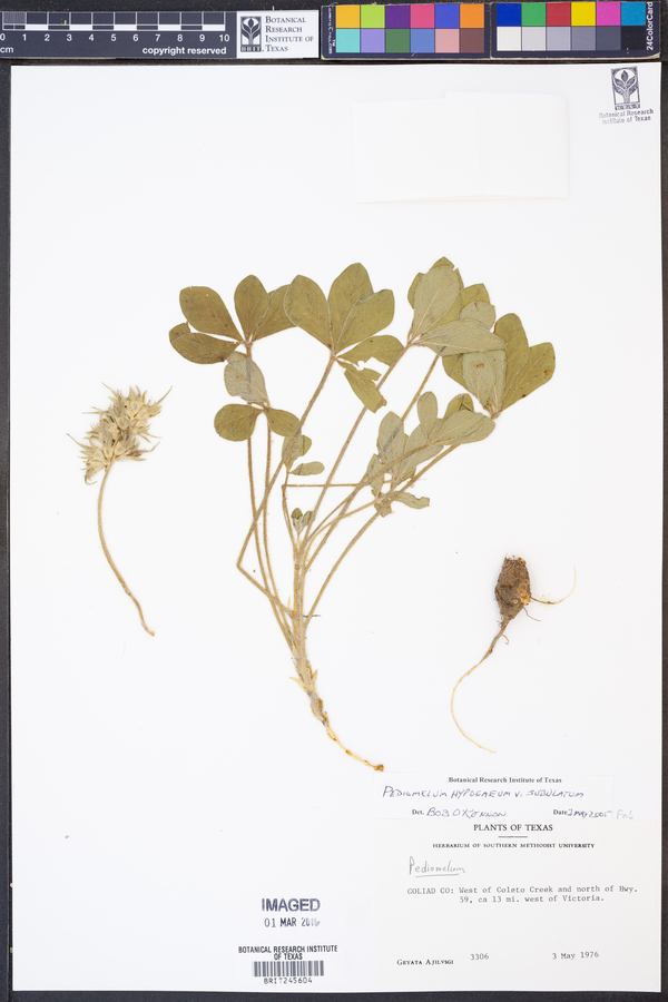 Pediomelum hypogaeum var. subulatum image