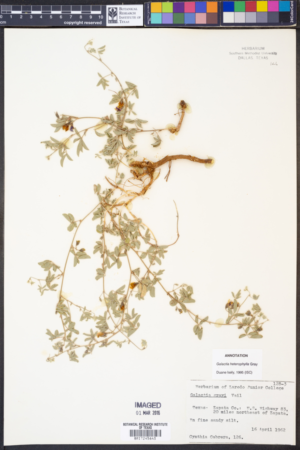 Galactia heterophylla image