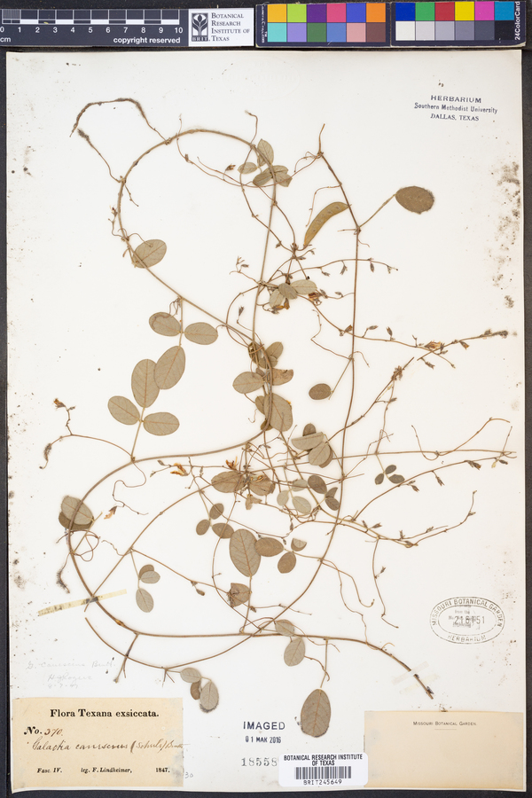 Galactia canescens image
