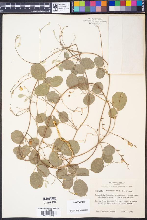 Galactia canescens image