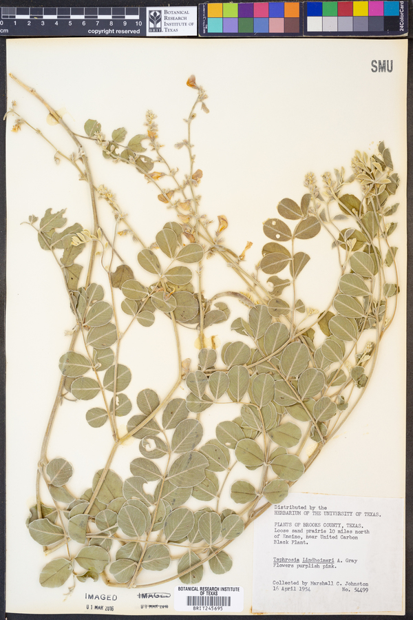 Tephrosia lindheimeri image