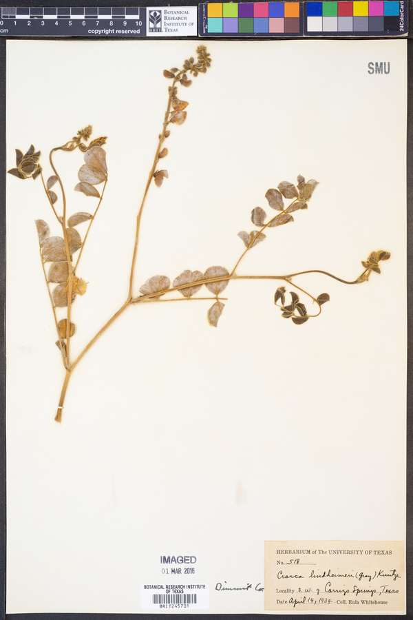 Cracca lindheimeri image