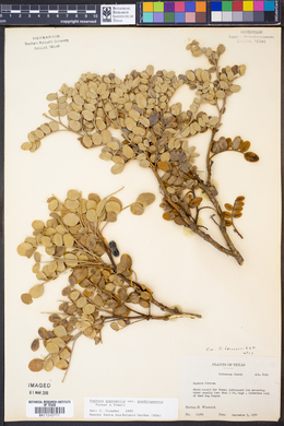 Dermatophyllum gypsophilum subsp. guadalupense image