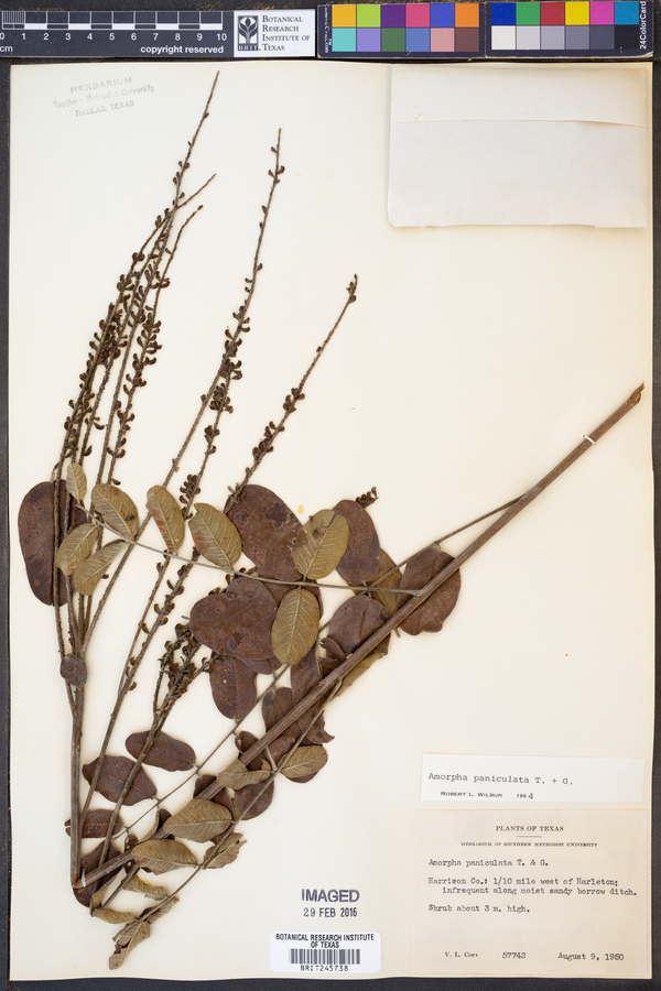 Amorpha paniculata image