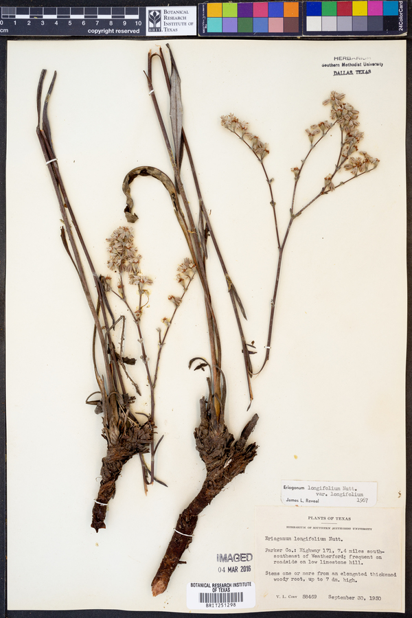Eriogonum longifolium var. longifolium image