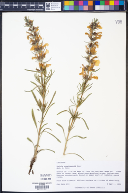 Salvia engelmannii image