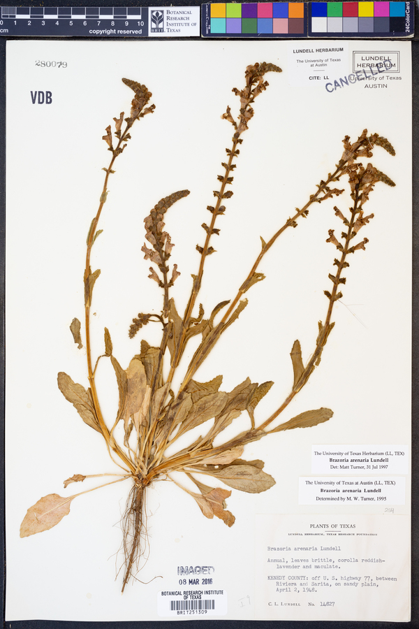 Brazoria arenaria image