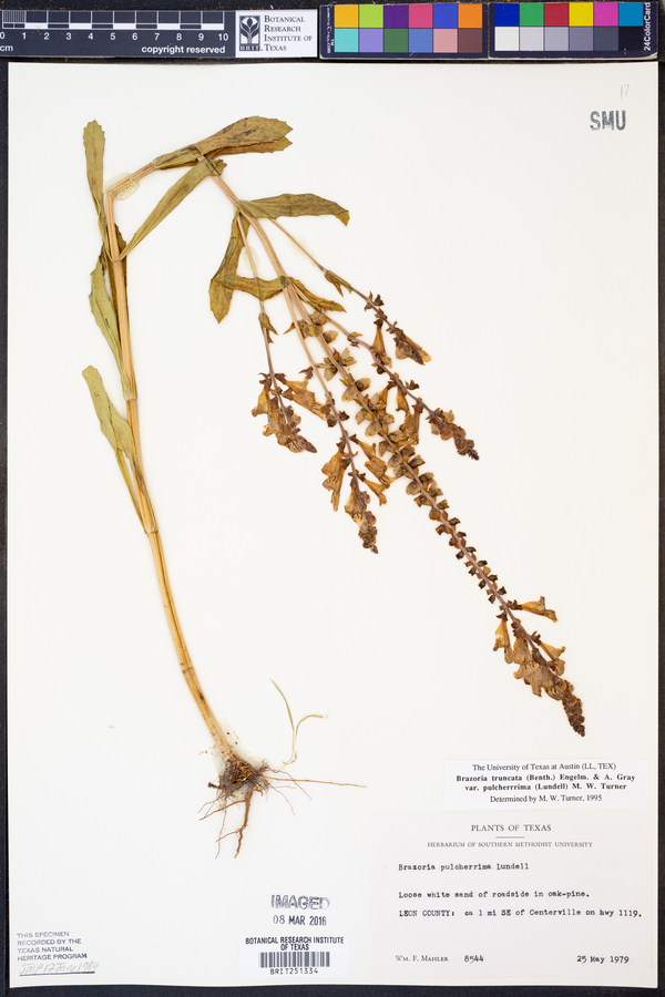 Brazoria truncata var. pulcherrima image