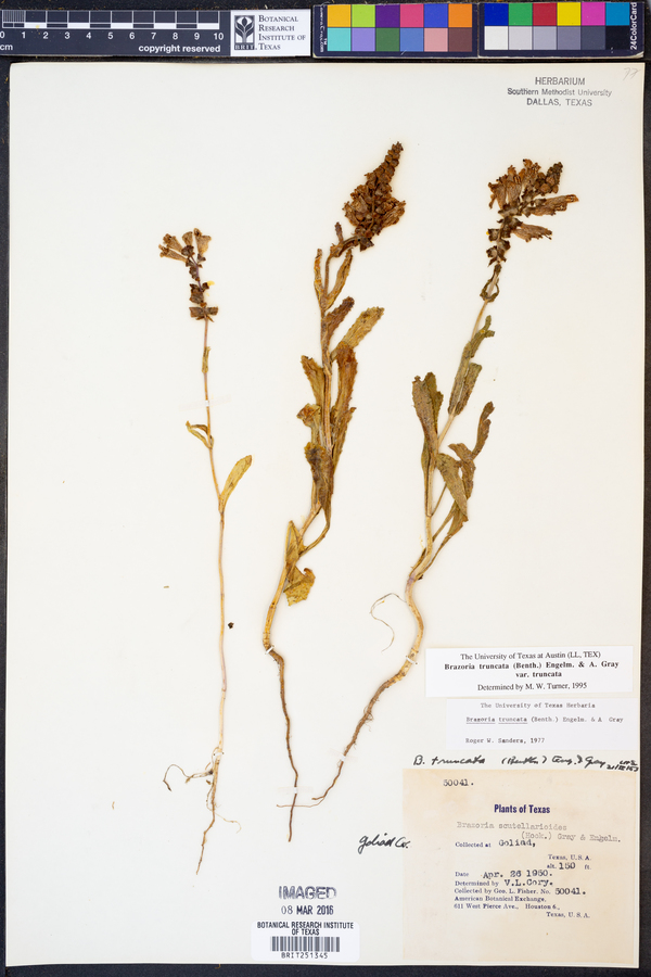 Brazoria truncata image