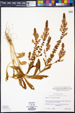 Brazoria truncata var. pulcherrima image