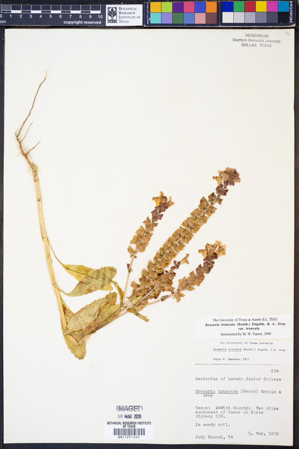 Brazoria truncata image