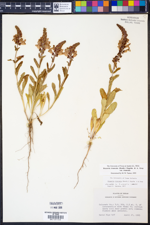 Brazoria truncata var. truncata image