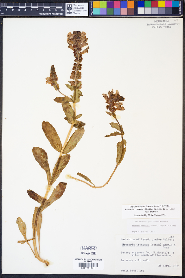 Brazoria truncata image