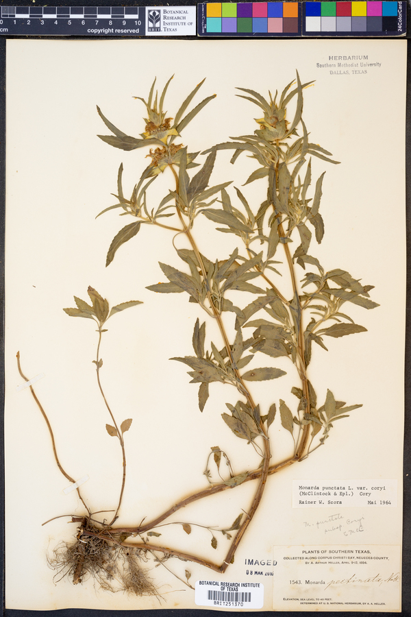 Monarda punctata var. coryi image