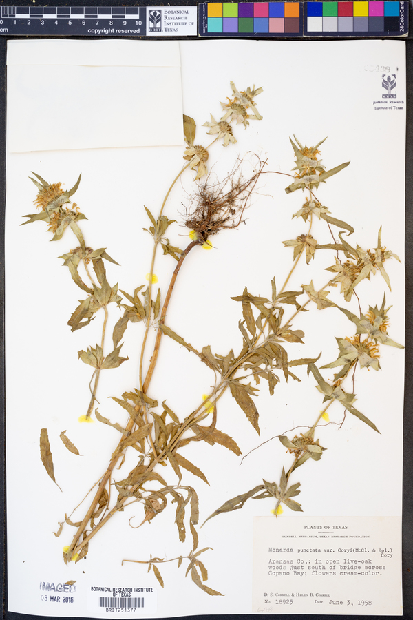 Monarda punctata var. coryi image