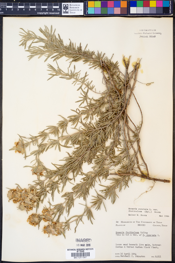 Monarda punctata var. fruticulosa image