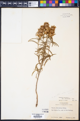 Monarda punctata subsp. immaculata image