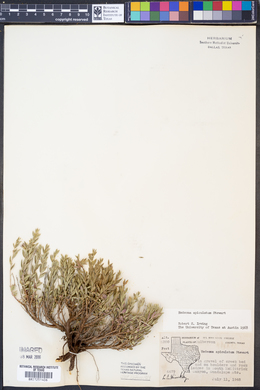 Hedeoma apiculatum image