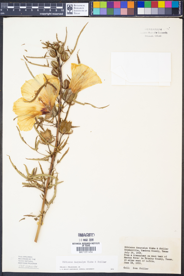 Hibiscus dasycalyx image