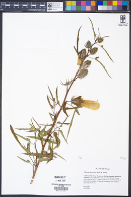 Hibiscus dasycalyx image