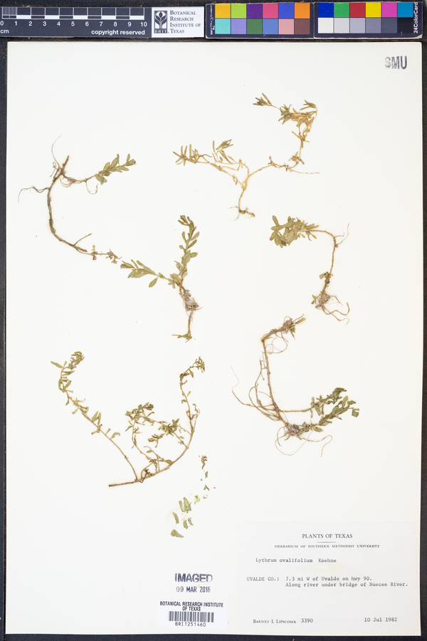 Lythrum ovalifolium image