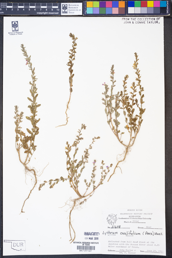 Lythrum ovalifolium image