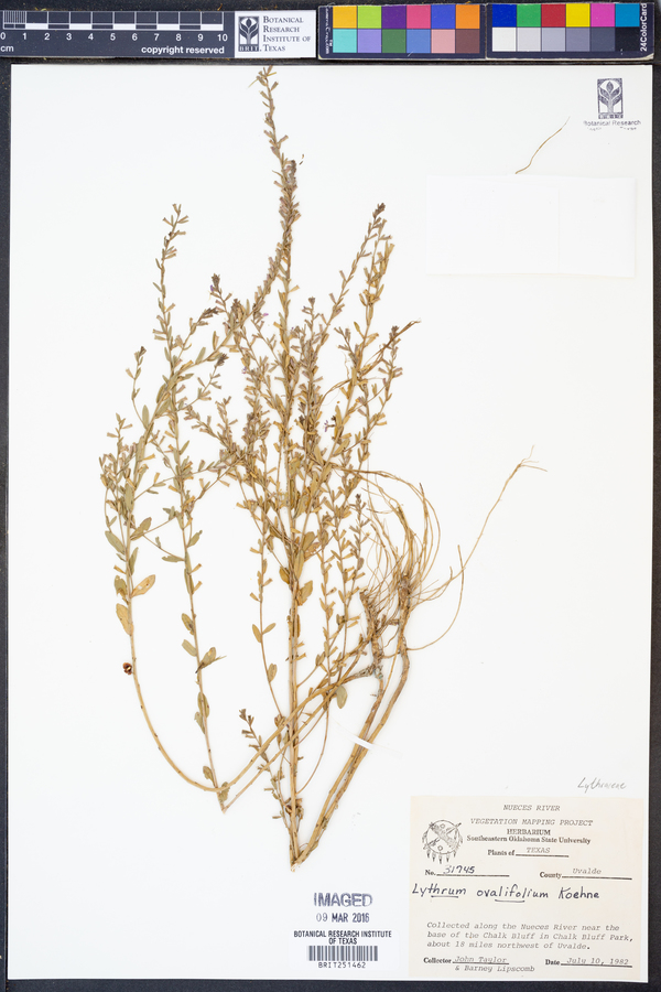 Lythrum ovalifolium image