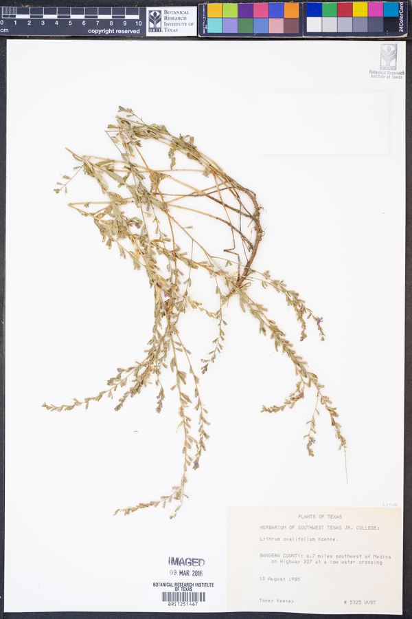 Lythrum ovalifolium image