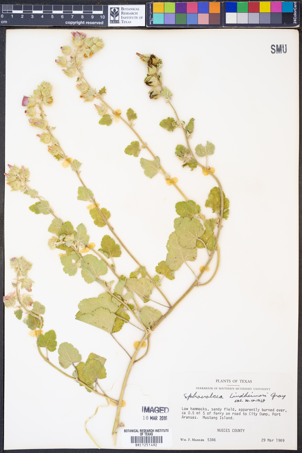 Sphaeralcea lindheimeri image