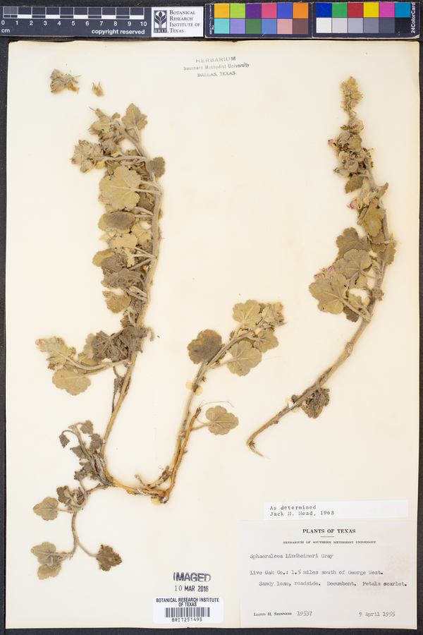 Sphaeralcea lindheimeri image