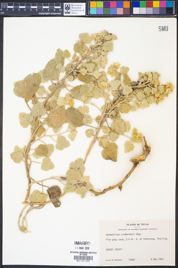 Sphaeralcea lindheimeri image