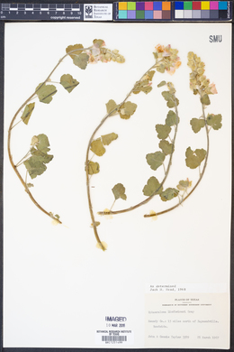 Sphaeralcea lindheimeri image