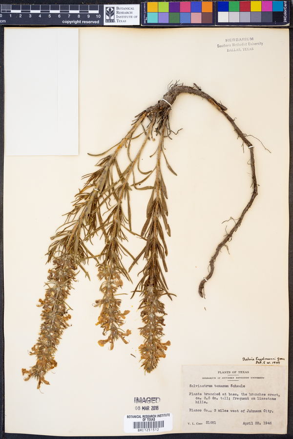 Salvia engelmannii image